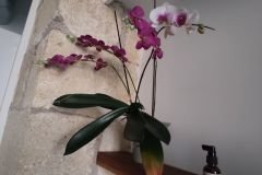 IMG-20210408-WA0010